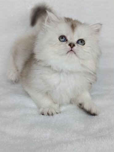 кошка саванна цена: Скотиш Страйт (Шотландиялык тик кулактуу), 1 айлык, Ургаачы, Күмүш өңдүү шиншилла