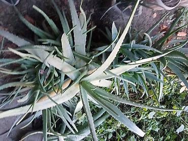 алоэ вера ош: Алоэ вера (Aloe vera) — крупные взрослые розетки с мясистыми — 2