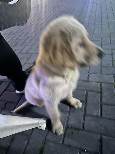 labrador retriever: Retriever, 5 ay, Erkək — 4
