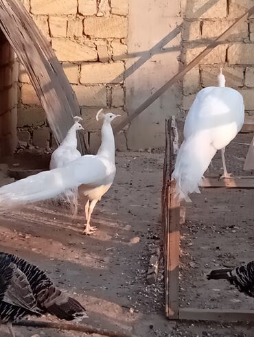 Digər quşlar: Esil Qafqaz qirqovulu tek xoruz 200azn unvan Gence basqa nov — 10