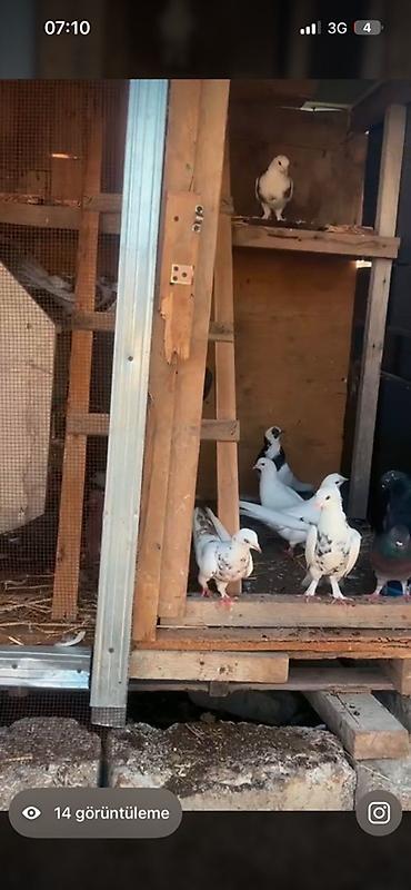 göyərçin dami: Məhsul: Ev göyərçinləri (bir neçə fərqli rəngdə) tek tek 5 cut qus — 2