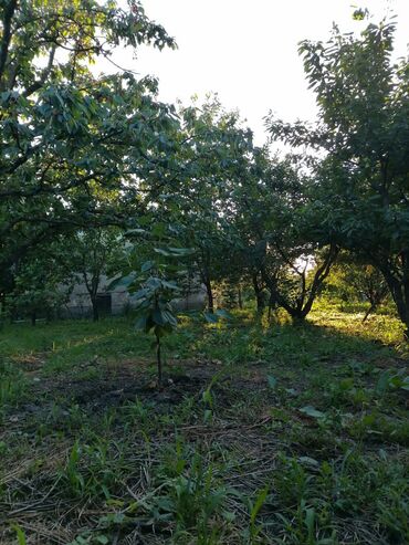 Bağ evlərinin satışı: Sumqayıt, 100 kv. m, 3 otaqlı, Hovuzsuz, Qaz, Su, İşıq -da lalafo.az — 9 Bağ evlərinin satışı: Sumqayıt, 100 kv. m, 3 otaqlı, Hovuzsuz, Qaz, Su, İşıq — 9