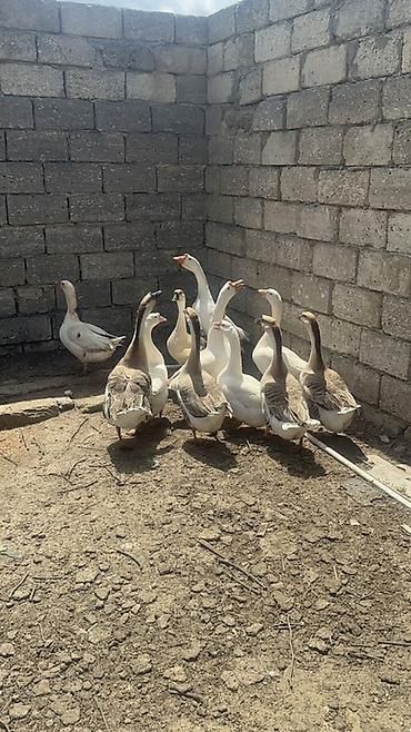 Qazlar: Linda ve Kuban qazlari Disi qazlar hazirda yumurtlayir 2 ilin — 3