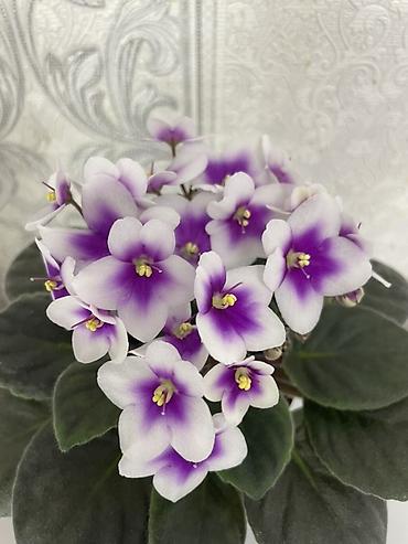 Фиалки и глоксинии: Фиалочки!!! Продам: 1. Укорененные черенки стандартных сортовых — 30