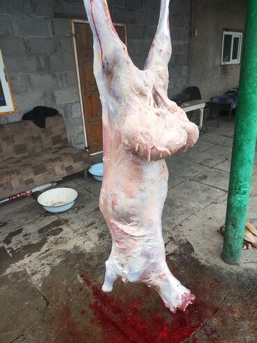 страусиное мясо: Принимаем заказы на Курбан Айт