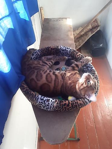 Продажа кошек: Бенгал на вязку Особенности: - Крупные выразительные глаза, широкие — 5