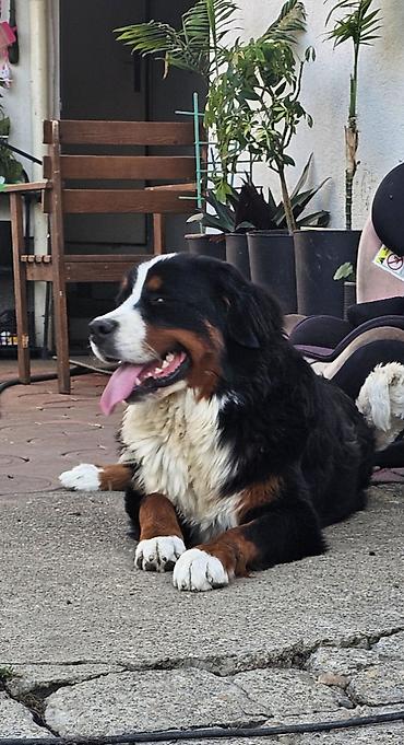 doberman cena: Dostupna zenka Bernskog planinskog psa. Starosti 11 meseci- — 5