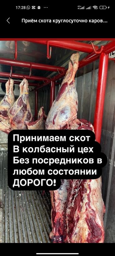 бычоктор сатылат: Сатып алам | Жылкылар, аттар