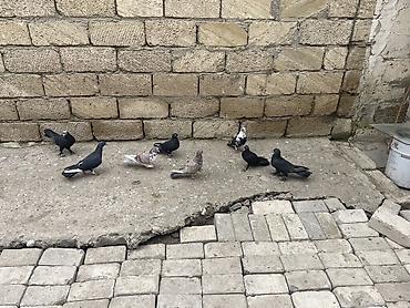 Göyərçinlər: 8 ədəd qara əbreş ağ qənəd falan 4 manatdan 8 ədəddir 2ədəd kəmərilər -da lalafo.az — 4 Göyərçinlər: 8 ədəd qara əbreş ağ qənəd falan 4 manatdan 8 ədəddir 2ədəd kəmərilər — 4