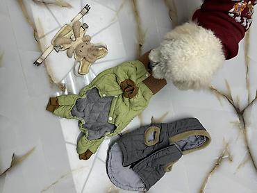 Geyimlər: Pudel İti 7 aylıqdır Tualet tərbiyəsi var,hamamda rahatlıqlar — 27