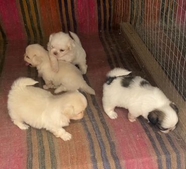 cau cau iti: Pekines, 1 ay, Erkek, Peyvəndli, Rayonlara çatdırılma