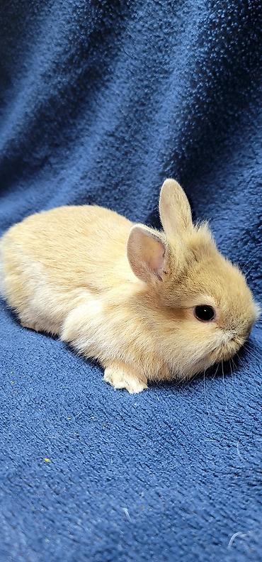 Декоративные кролики: Продаются декоративные крольчата, милые малыши с очень красивыми — 8