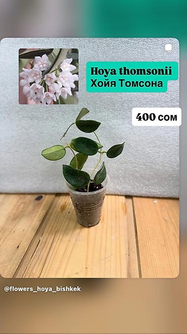 Хойи: Хойя Сильвер доллар от 200 сом Хойя доллар сплеш клон 2 -взрослое — 36