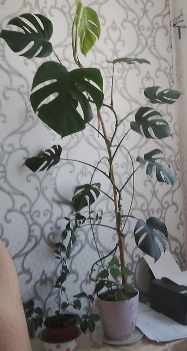 suni sam agaclari: Dəvə dabanı bitkisi Monstera deliciosa (Sveyss pendir/“Monstera”) – — 1