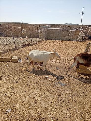 Keçilər, çəpişlər: SAF KAN SANEN FIRANSIZ IRKI KEÇİLER MACAR IRKI KEÇİLER ÇEPİÇLER BOĞAZ — 2