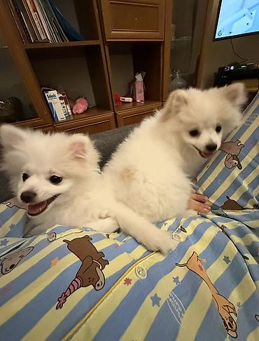 pomeranian: Şpitz, 7 ay, Dişi, Peyvəndli — 2