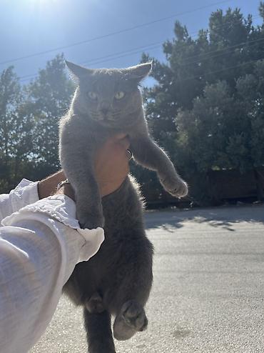 Boz tüklü, qısa tüklü ev pişiyi - Rəng: tam bərabər tünd-boz (mavi lalafo.az -da Boz tüklü, qısa tüklü ev pişiyi - Rəng: tam bərabər tünd-boz (mavi
