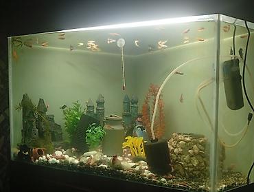 akvarium balik: Qızıl balıq, Sülhsevər, Ünvandan götürmə, Ödənişli çatdırılma — 7