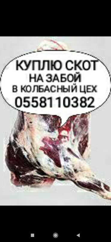 Куплю | Коровы, быки, Лошади, кони | Круглосуточно, Любое состояние, Забитый