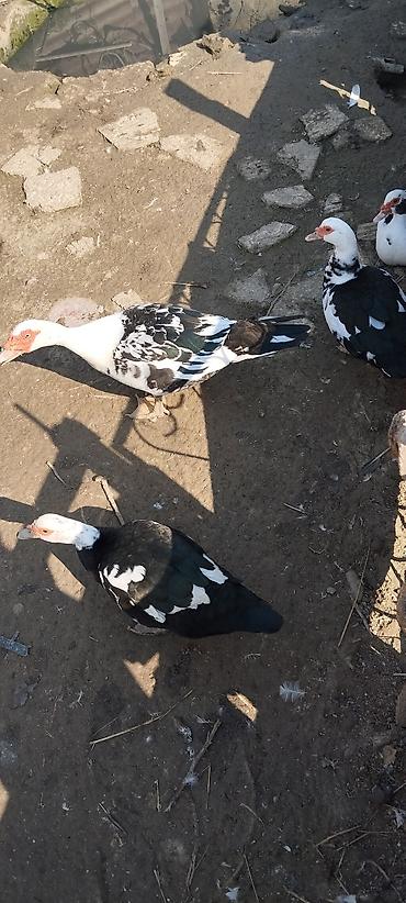 heyvan bazari: Salam 18 manat yerli ördekler. ponpon ördəklər 25 manat . lal — 4
