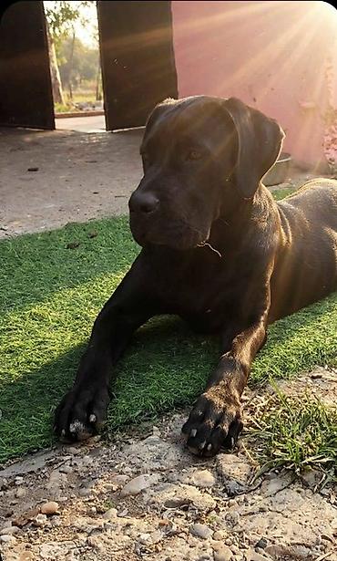 mali cupavi psi: Cane Corso mlad pas Mlad pas rase Kane Korso crne boje, starosti 6 — 1
