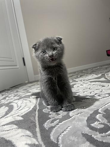 Продажа кошек: Шотландские вислоухие котята (Scottish Fold), окрас сплошной голубой — 1