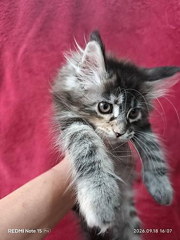 Продажа кошек: Мейн-Куны!!!🥰🥰🥰 Продаются Чистокровные,Шикарные котята!Три девочки — 11