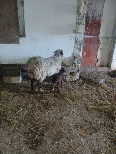 Qoyunlar, qoçlar: Ana bala 380man 3cu qarlndl dogur. bașqa bogaz heyvanlarlmda — 2