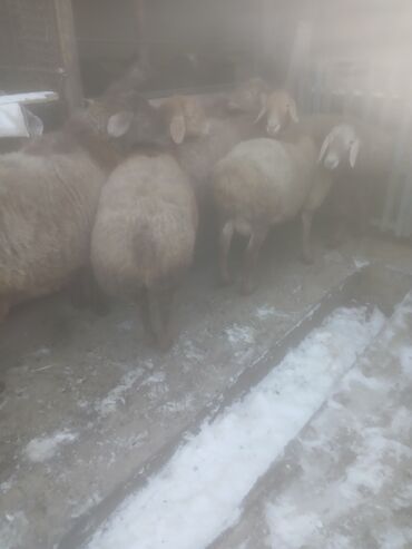 Бараны, овцы: Продаю | Овца (самка) | Для разведения | Матка — 11