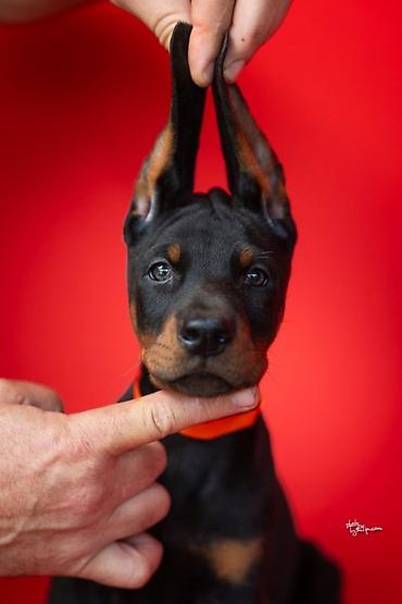 nemački ovčar: NA PRODAJU STENAD DOBERMANA IZ ODGAJIVACNICE: HEAVENLY WARRIOR — 2