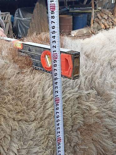 Баран, овца: Продаю | Овца (самка) | Арашан | Для разведения — 13