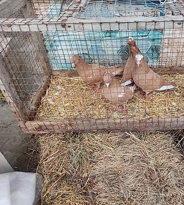 goyərcin uzuk: Gördunuz qusdar satlir cutu 60m di cutler quyruqda ağ ləkələr; — 5