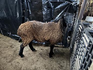 Баран, овца: Продаю | Баран (самец) | Арашан — 18