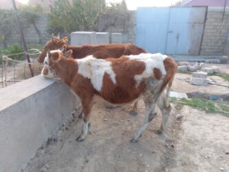 Коровы, быки: 2 dene qazaxistan sortu disi dana cut qiymeti 2400 manat Catdirilma