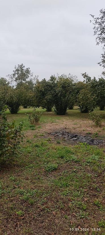 Torpaq sahələrinin satışı: 80 sot, Kənd təsərrüfatı, Mülkiyyətçi, Kupça (Çıxarış) — 9