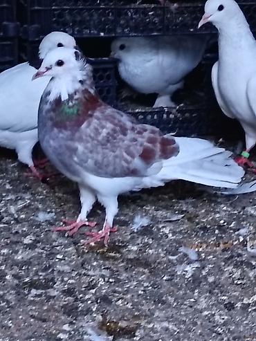 cins toyuqlarin satisi: Salam. Tam saglam heyvanlardı. Hamsi ucan quslardi. Cutderde var — 9