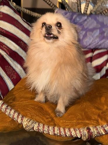 İtlər: Şpitz, 1 il, Erkek — 5