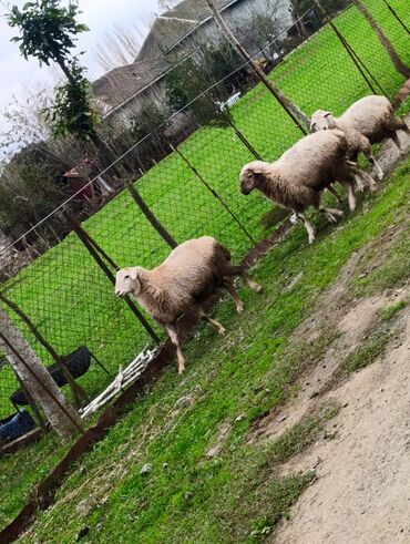 отдам котенка в добрые руки: 🌾 Lənkəranda bağda saxlanılan quzular 🐏 Təmiz, sağlam və ətli 💚 at lalafo.az отдам котенка в добрые руки: 🌾 Lənkəranda bağda saxlanılan quzular 🐏 Təmiz, sağlam və ətli 💚
