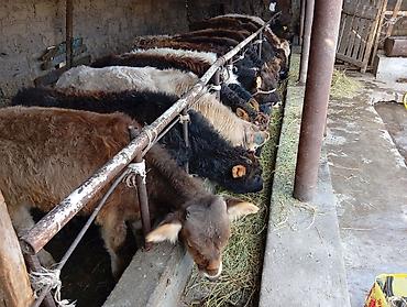 Коровы, быки: Продаю | Бык (самец) | Швицкая | На откорм — 1