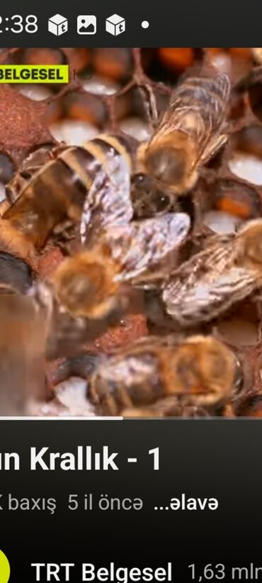 arı satışı 2020: Ari ailesi satilir
