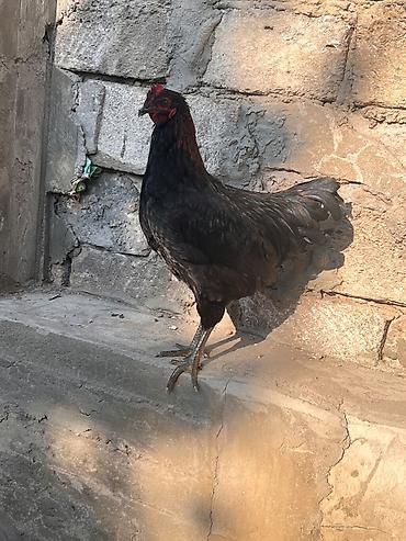 sari qus: Toyuq, Australorp, Yumurtalıq, Ünvandan götürmə — 2