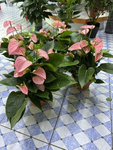 табуретки из дуба: Антуриум (Anthurium) в горшке - Окраска прицветников: нежно-розовая с