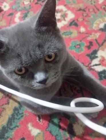 сколько стоят шотландские кошки: Для Вязки!!! Шотландский кот (короткошёрстный тип) серого (голубого) — 2