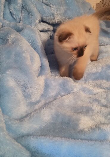 сиамский кот цена: Шотланский вислоухий котенок, мама сиамская, 1,5 месяцев. К лотку