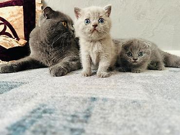 драбилка кду 2: Шотландские вислоухие котята (Scottish Fold), окрас голубой — 7