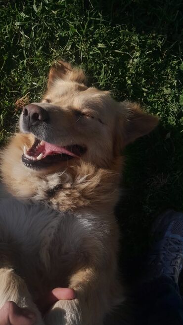 itleri: Retriever, 1 il, Erkek, Ödənişli çatdırılma, Ünvandan götürmə