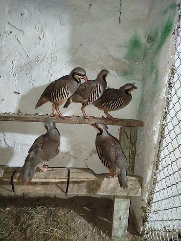 at qiyməti: 5eded yumurtlayan keklikdi. 4disi 1 erkek. unvan novxani. 1ededinin — 3