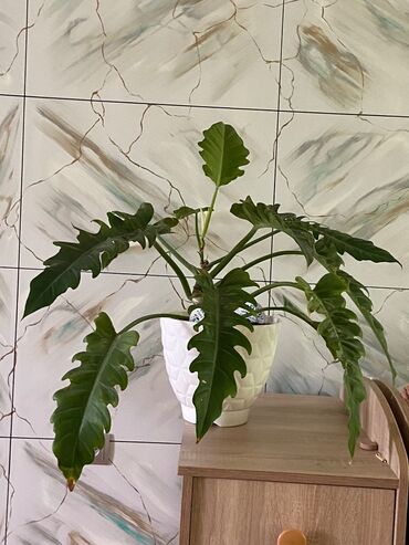 Bitki dərmanları: Filodendron.
Ev və iş yerləri üçün bitki