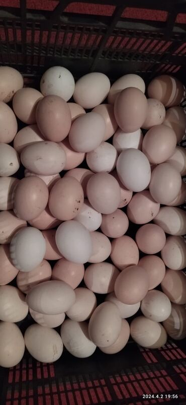 hinduşka yumurtası satılır: Həyət toyugunun yumurtasi satilir 25qəpik hinduşka yumurtasi satilir