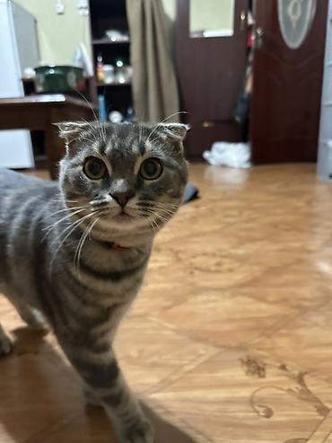 вислоухий кот цена: Шотландский вислоухий кот (скоттиш-фолд) - Окрас: серебристый табби — 3